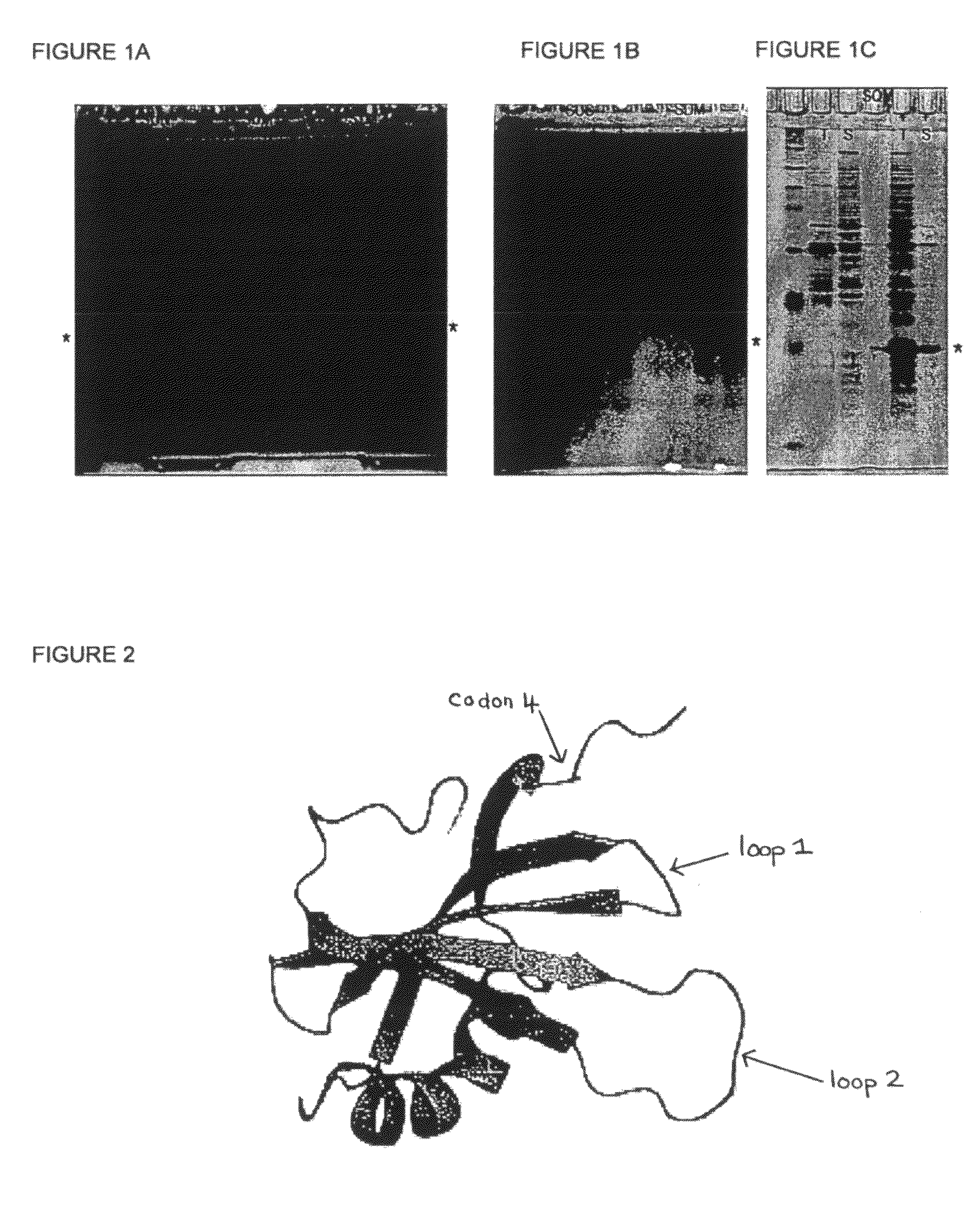 Modified Stefin A scaffold proteins