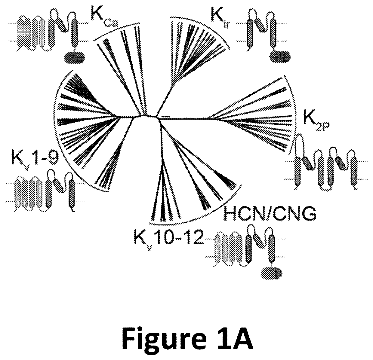 ASSAY FOR hERG CHANNEL SENSITIVITY TO SMALL MOLECULE PHARMACOLOGICAL AGENTS