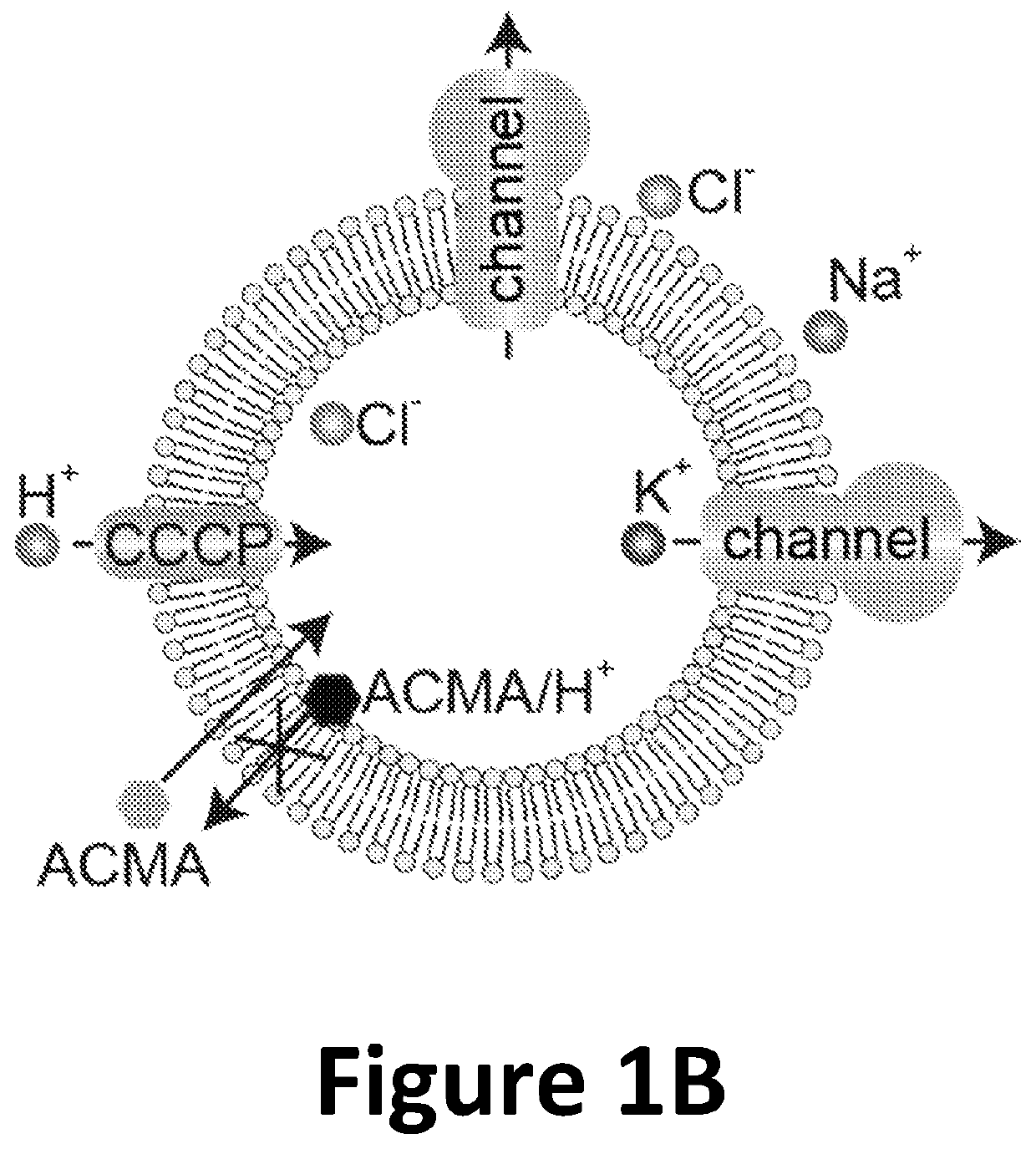 ASSAY FOR hERG CHANNEL SENSITIVITY TO SMALL MOLECULE PHARMACOLOGICAL AGENTS