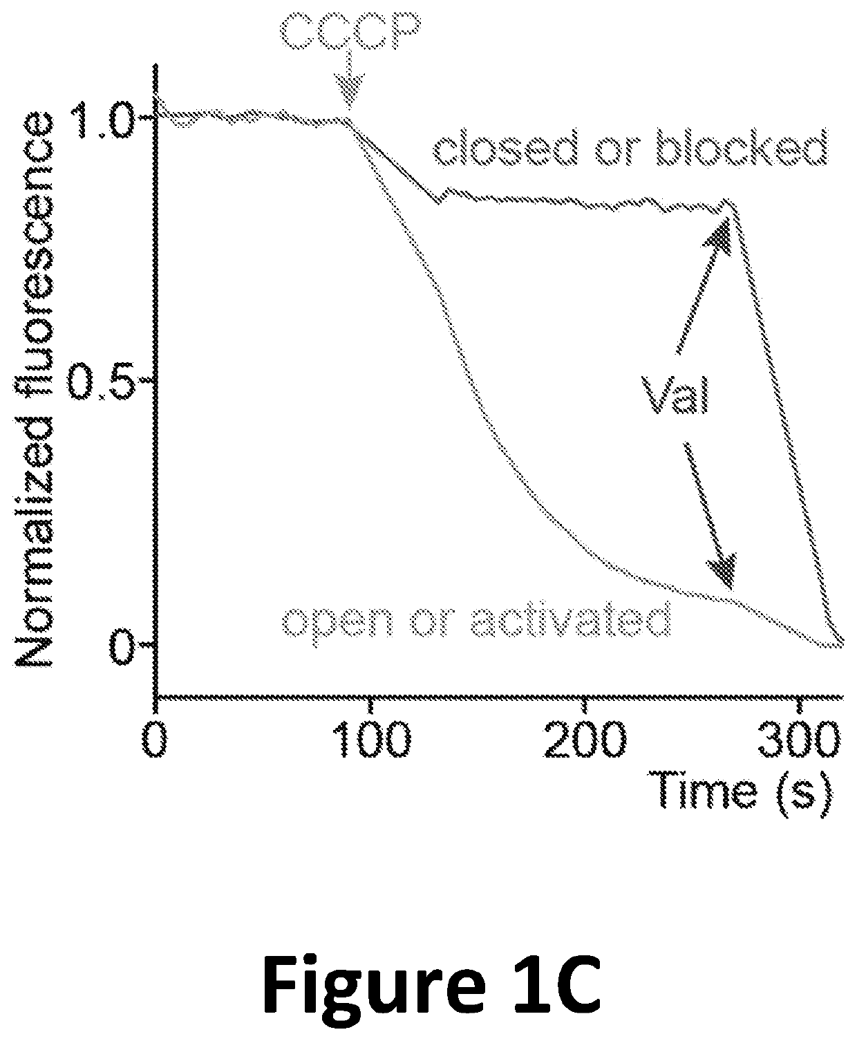 ASSAY FOR hERG CHANNEL SENSITIVITY TO SMALL MOLECULE PHARMACOLOGICAL AGENTS