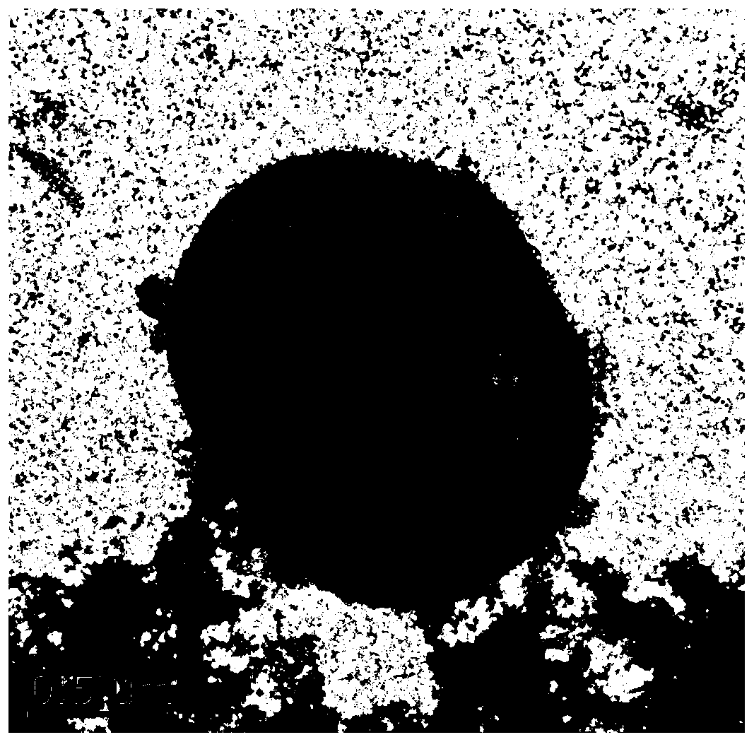 Escherichia coli ghost capable of realizing dual-protein expression and preparation method of escherichia coli ghost capable of realizing dual-protein expression