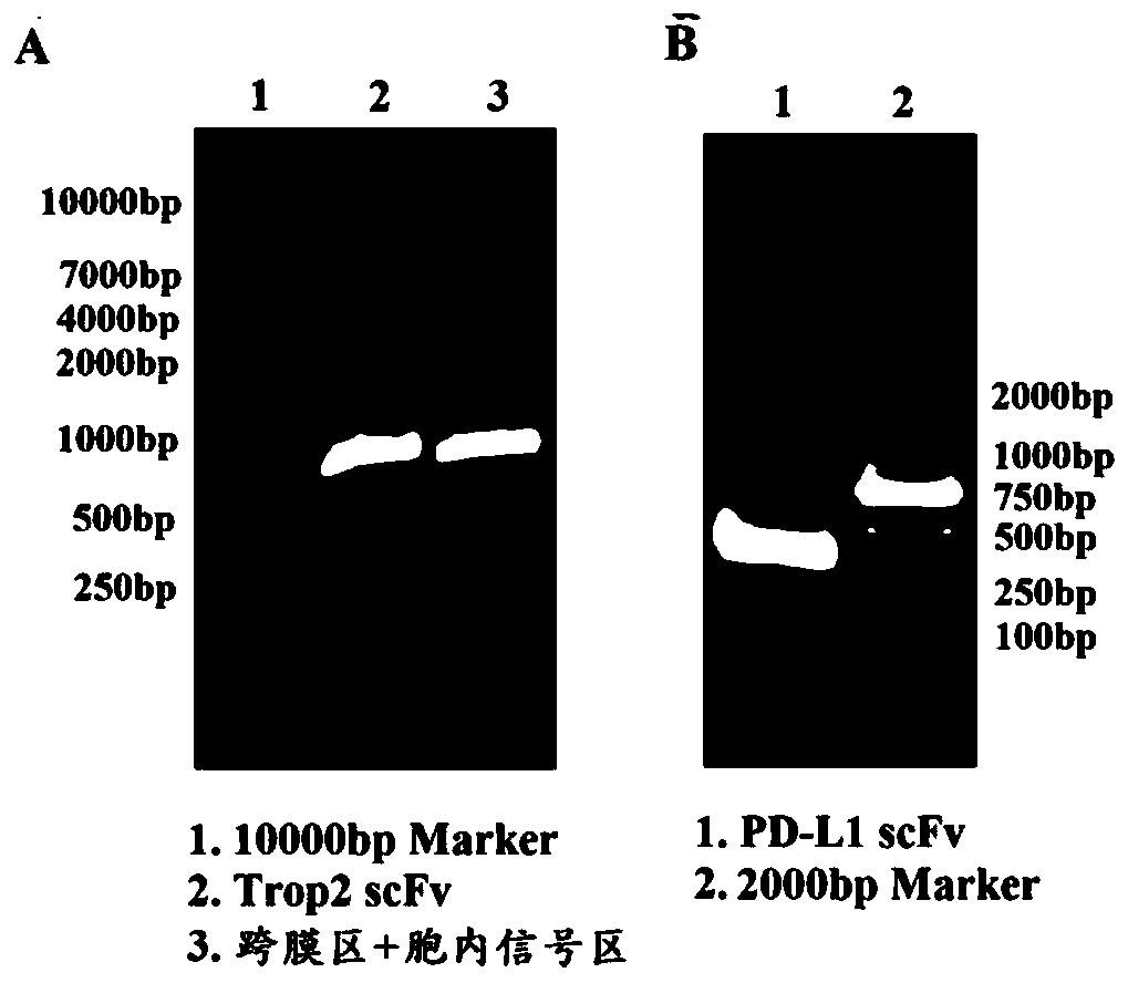 Duplex-specific chimeric antigen receptor and application thereof