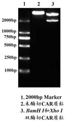 Duplex-specific chimeric antigen receptor and application thereof