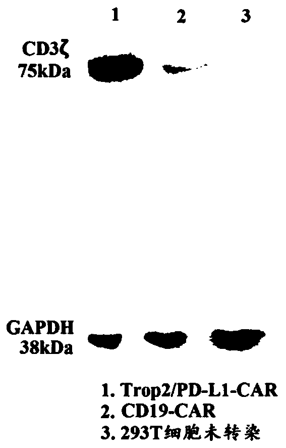 Duplex-specific chimeric antigen receptor and application thereof