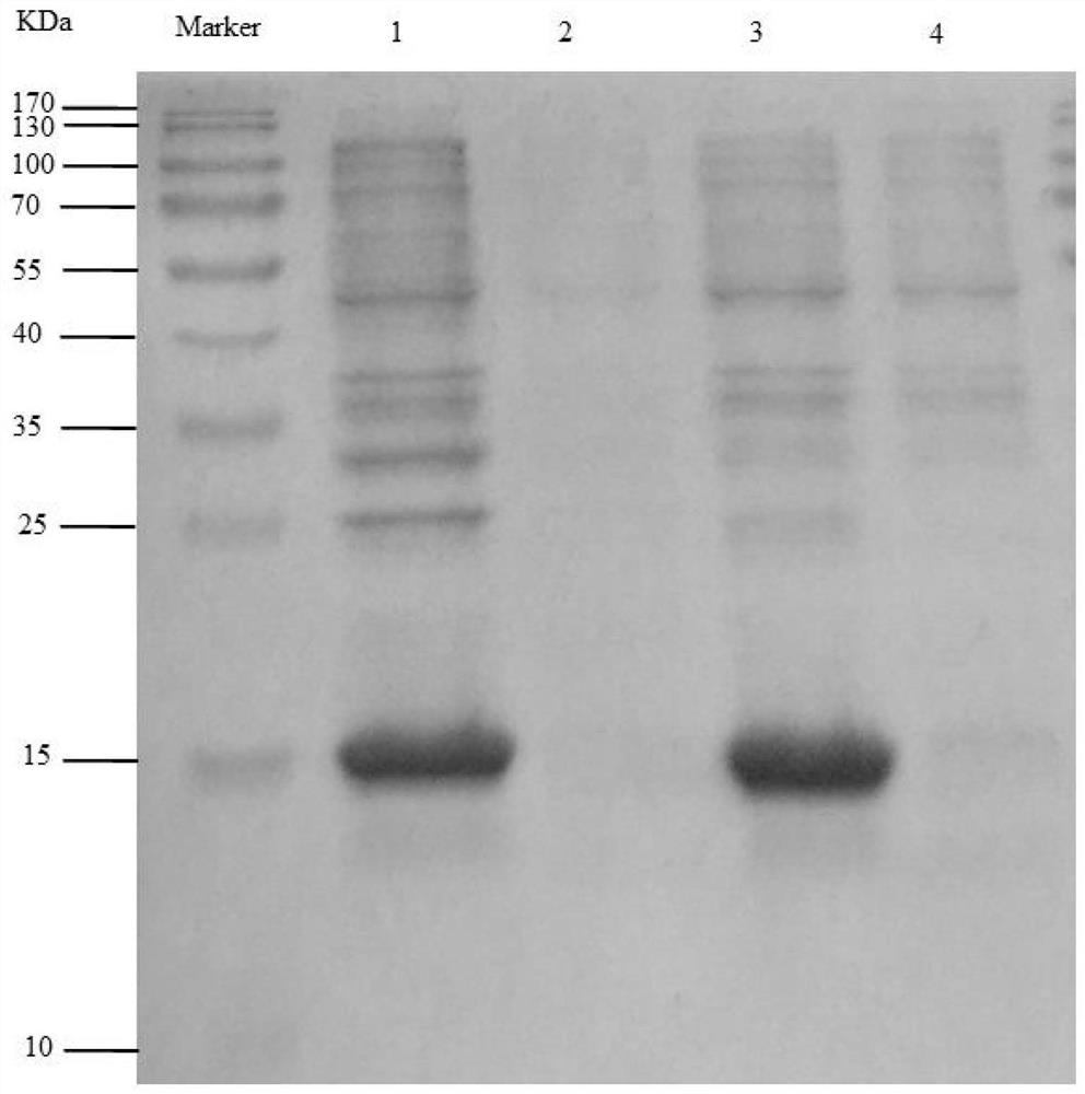 Construction of high-copy and high-expression recombinant plasmid and its application in exogenous gene expression