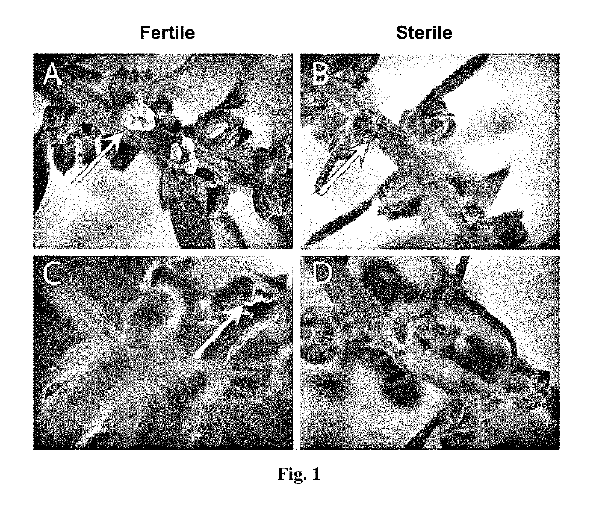 Nucleus-Encoded Male Sterility Through Mutation In Cytochrome P450 Oxidase