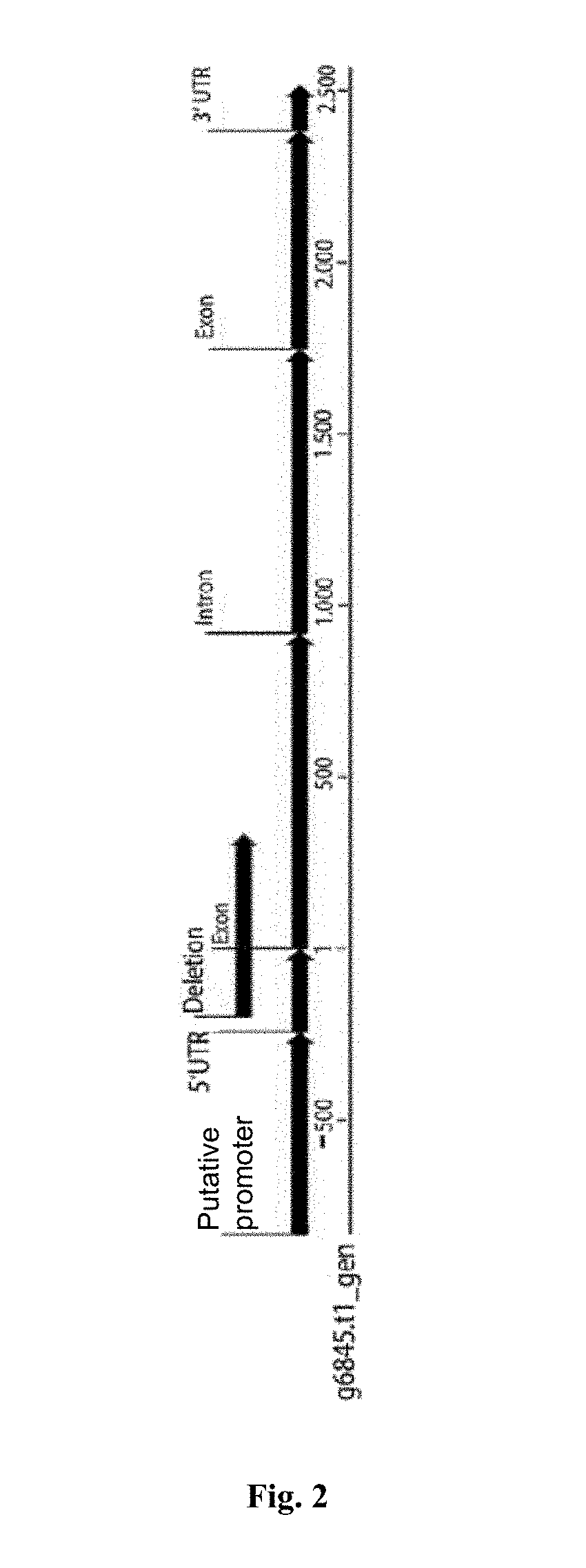 Nucleus-Encoded Male Sterility Through Mutation In Cytochrome P450 Oxidase