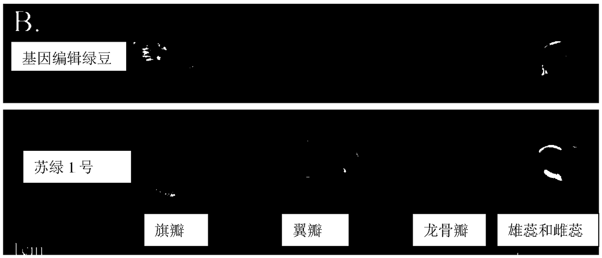 Method for breeding mung bean flowering pollination mutant based on CRISPR/Cas9 gene editing technology and special gRNA