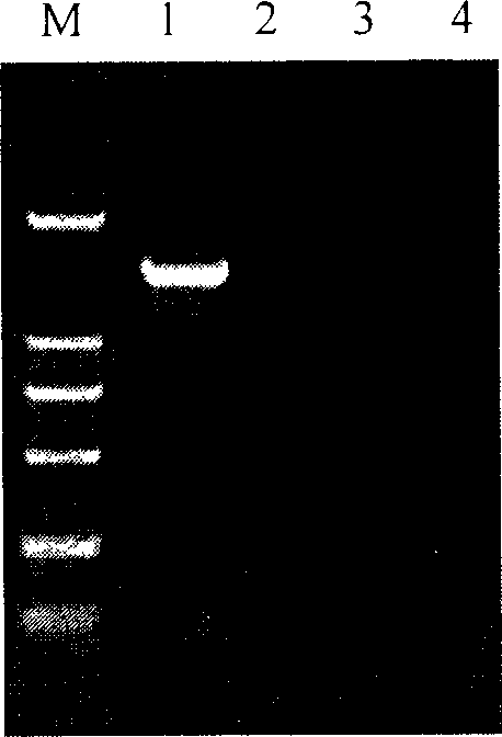 Barley yellow dwarf virus specific primer, probe preparation and rapid detection method