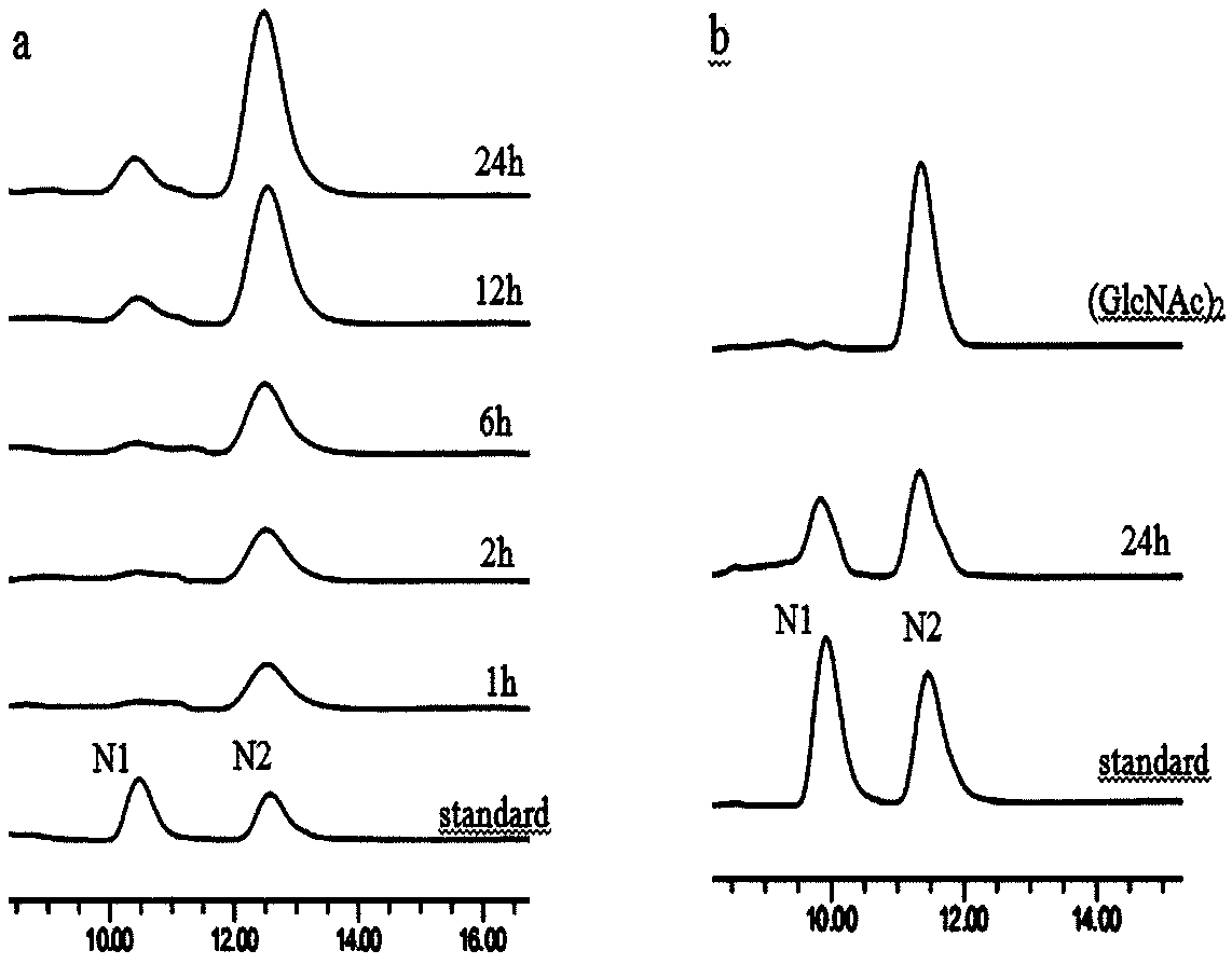 Chitinase used for preparing chitin oligose and gene of chitinase