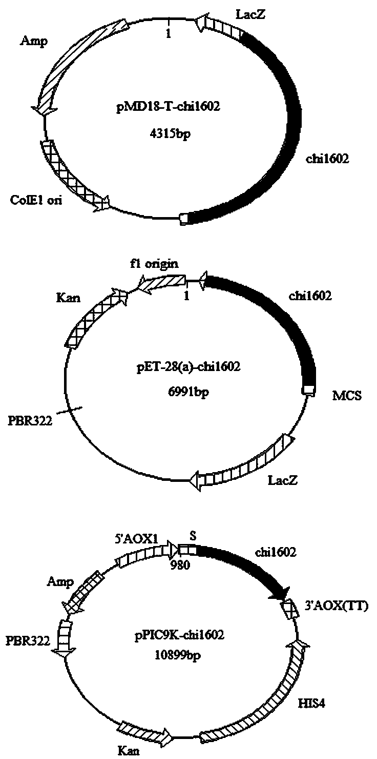 Chitinase used for preparing chitin oligose and gene of chitinase