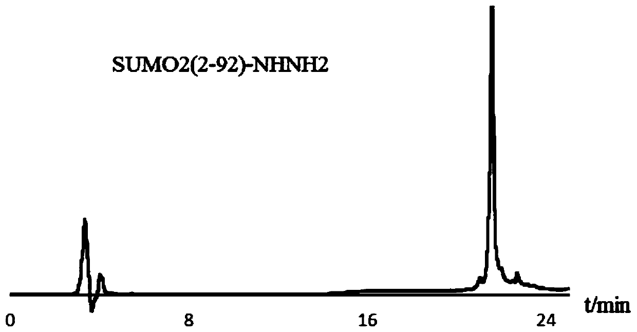 SUMO fluorescent probe and preparation method thereof