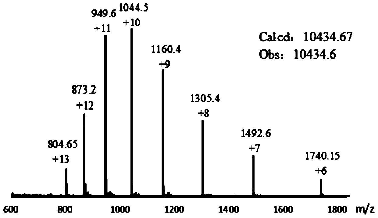 SUMO fluorescent probe and preparation method thereof