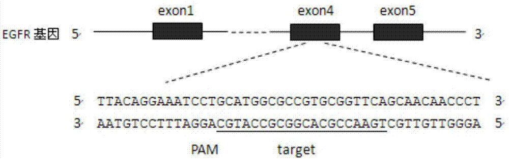 CRISPR (Clustered Regularly Interspaced Short Palindromic Repeats)-Cas9 system capable of simultaneously knocking out KRAS genes and EGFR (Epidermal Growth Factor Receptor) genes and application thereof