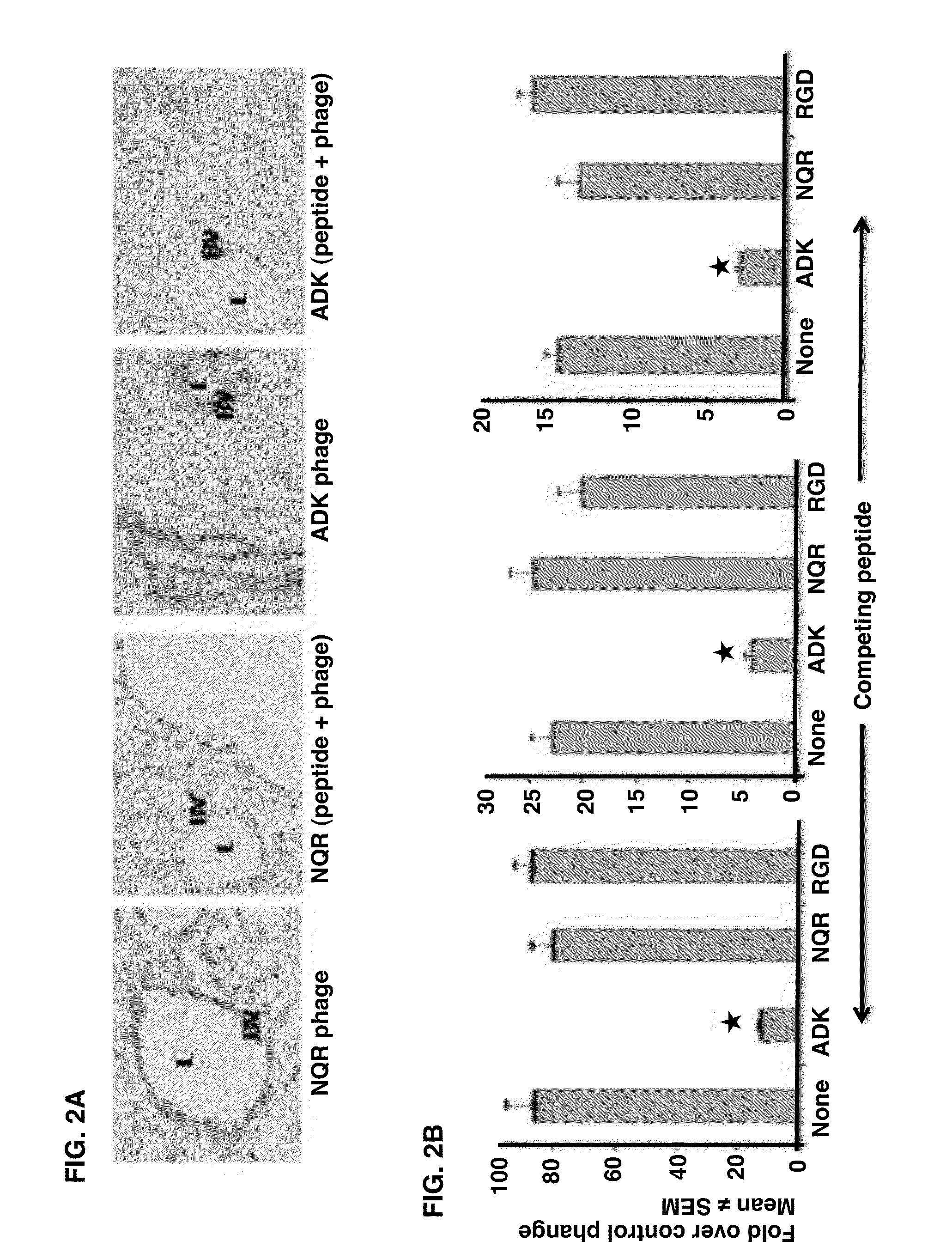 Joint-Homing Peptides and Uses Thereof