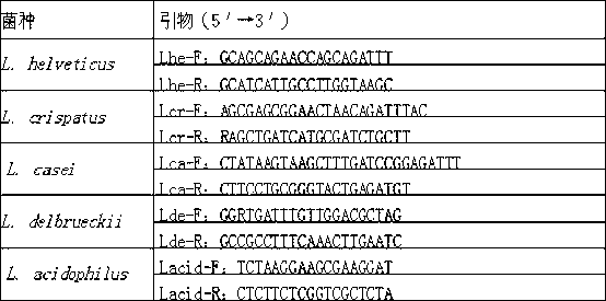 Method for detecting five bacteria in vinegar grains by fluorogenic quantitative PCR (polymerase chain reaction)