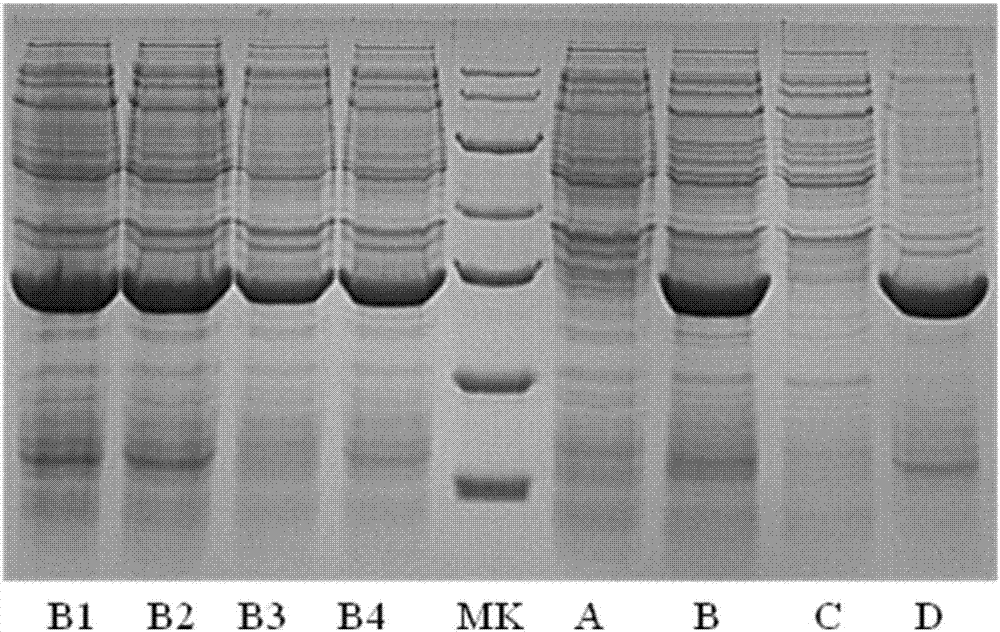 nAChR-alpha1-ECD protein and preparation method thereof