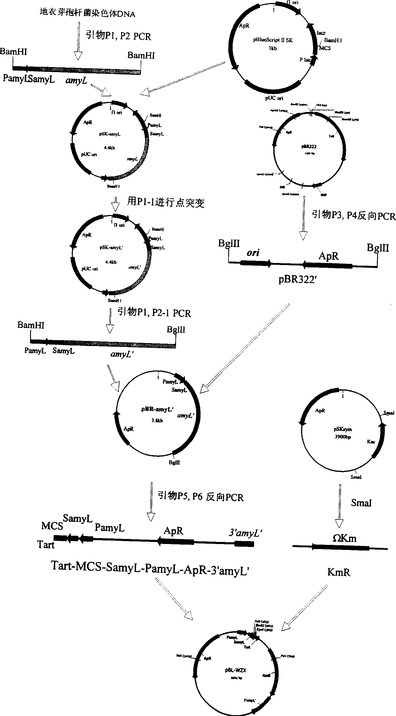 Expression vector for secreting expression of exogenous gene in Escherichia coli or bacillus and its construction