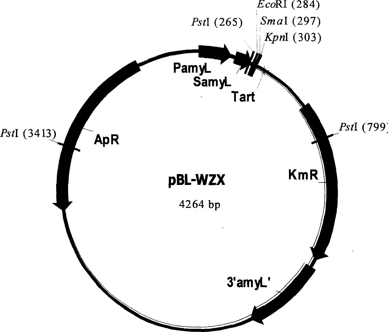 Expression vector for secreting expression of exogenous gene in Escherichia coli or bacillus and its construction