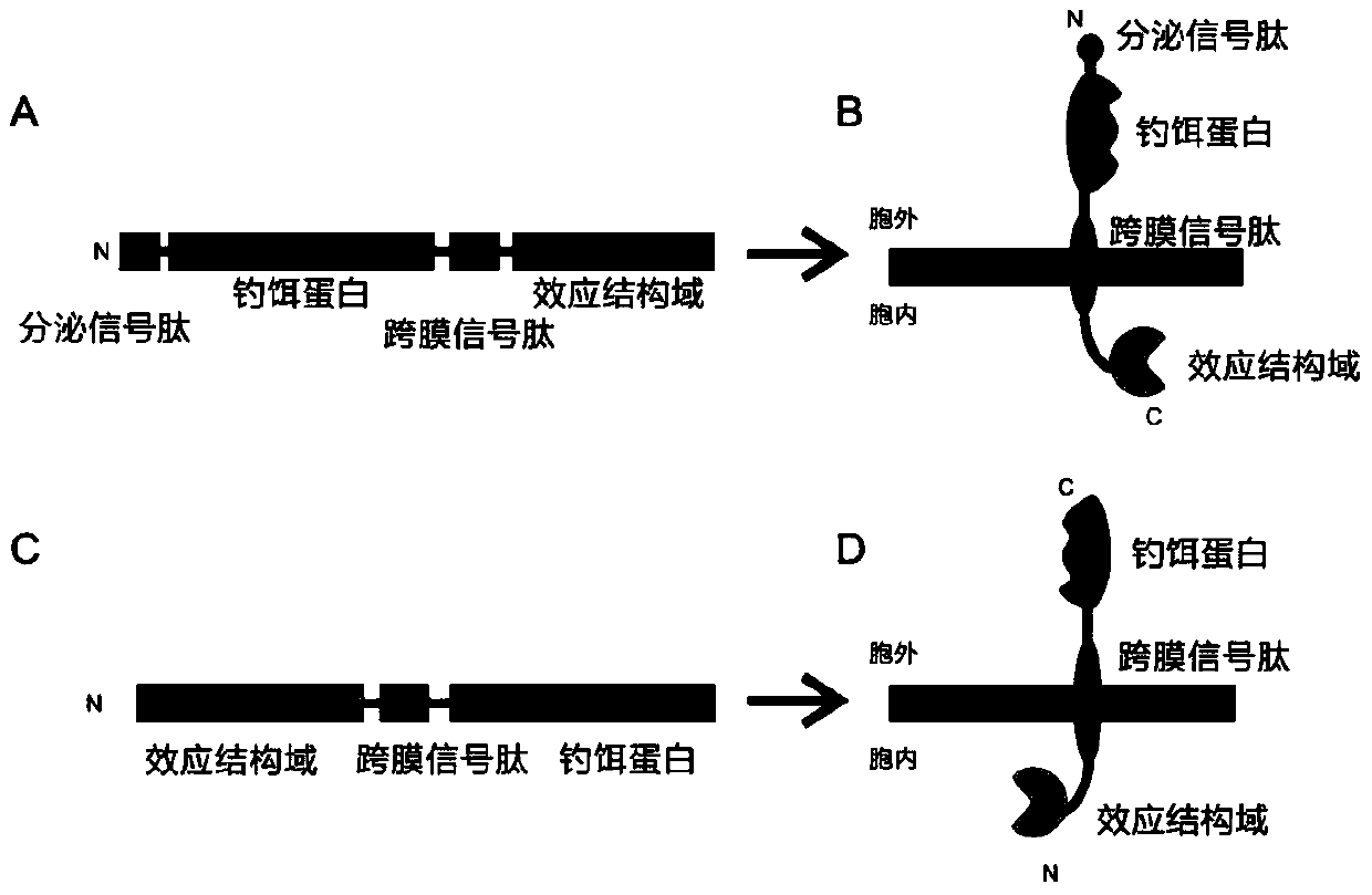 A High-Throughput Screening Method for Prey Antagonists Based on Membrane-Bound Proteins and Fluorescence Complementation