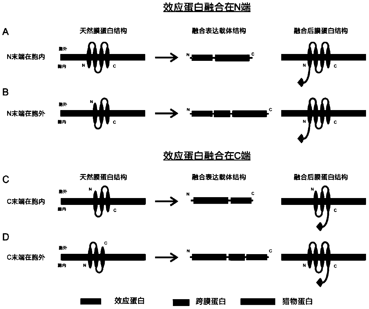 A High-Throughput Screening Method for Prey Antagonists Based on Membrane-Bound Proteins and Fluorescence Complementation