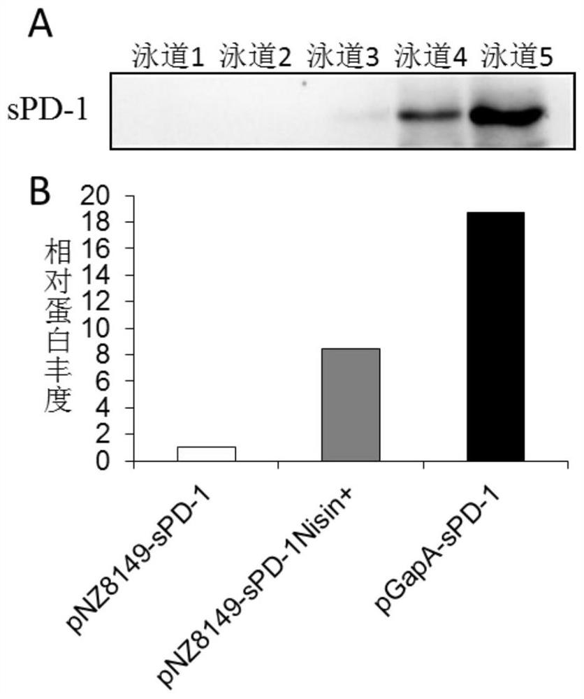 A kind of constitutive lactic acid bacteria promoter, recombinant vector and its recombinant bacteria and application