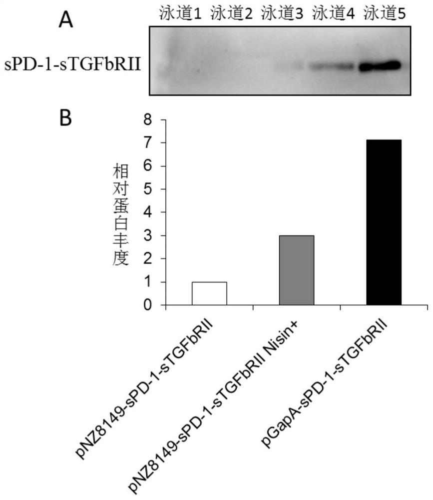 A kind of constitutive lactic acid bacteria promoter, recombinant vector and its recombinant bacteria and application