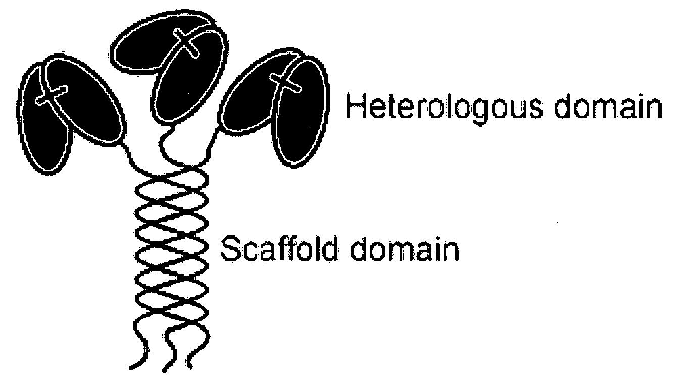 Trimeric collagen scaffold antibodies