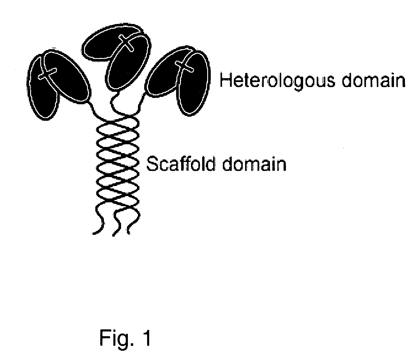 Trimeric collagen scaffold antibodies