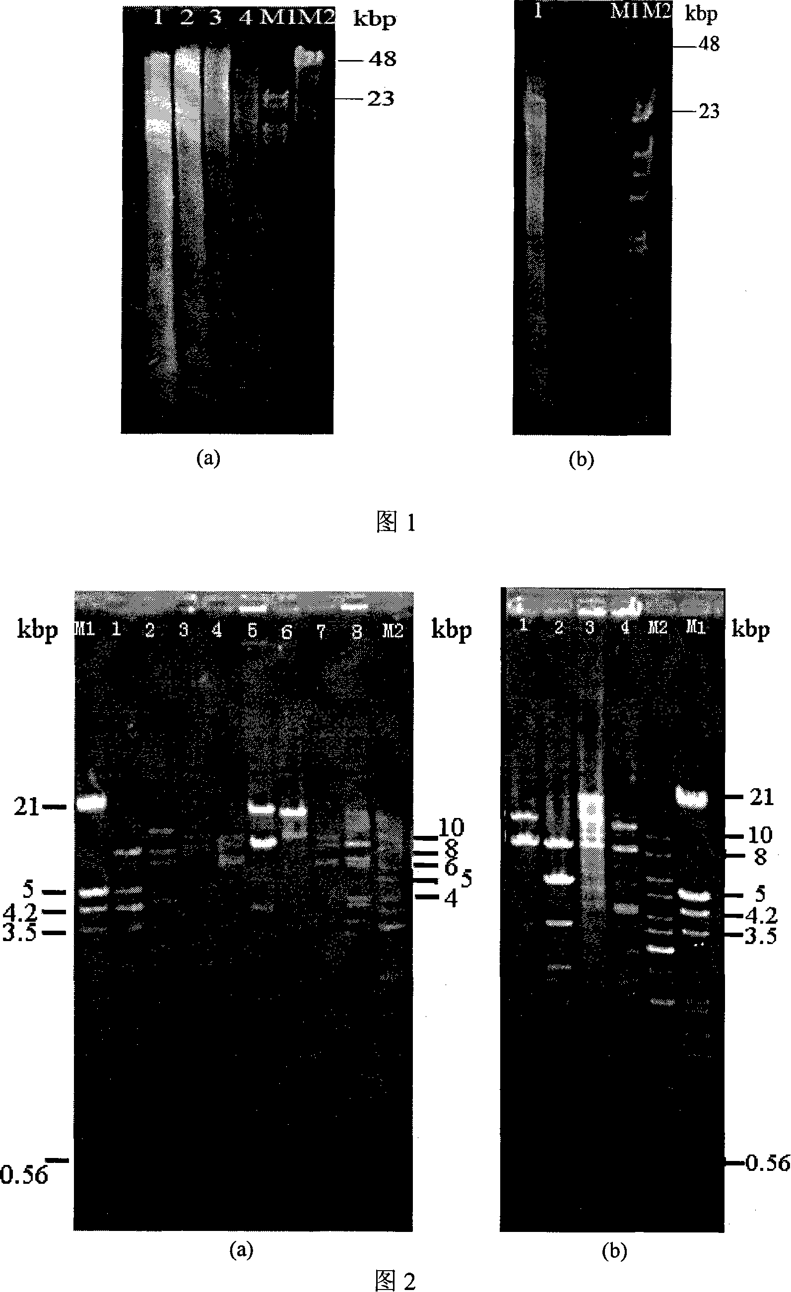 Method for constructing mangrove forest soil large section metagenome library