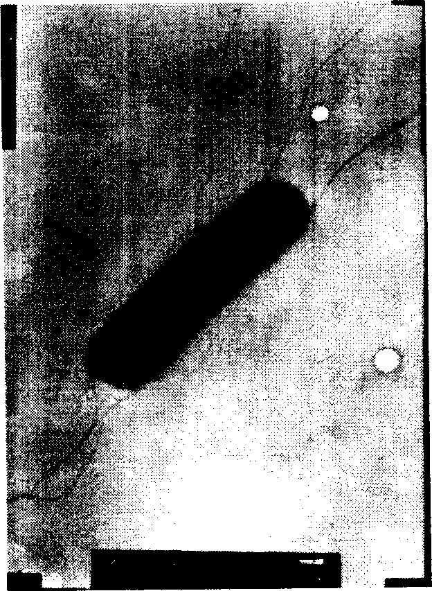 Hydrogen generating bacteria and its screening method