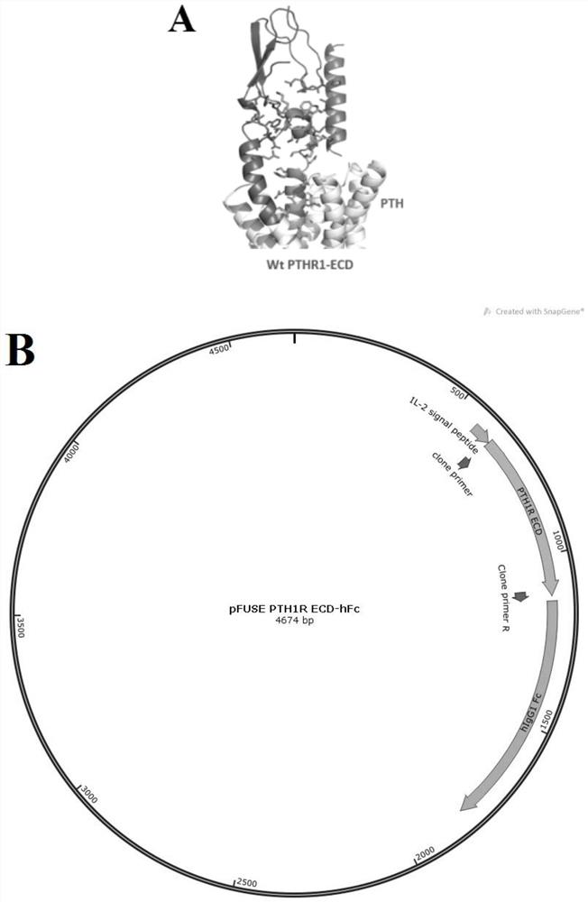 Anti-human PTH1R extracellular region blocking type single-domain antibody and application thereof