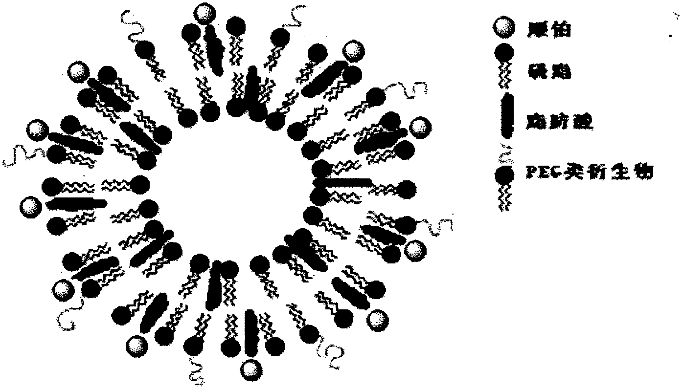 Novel platinum liposome preparation and preparation method thereof