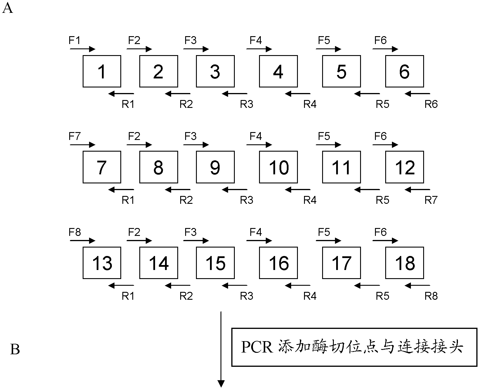 Pair of transcriptional activation subsample effect factor nucleases and coding gene and application thereof