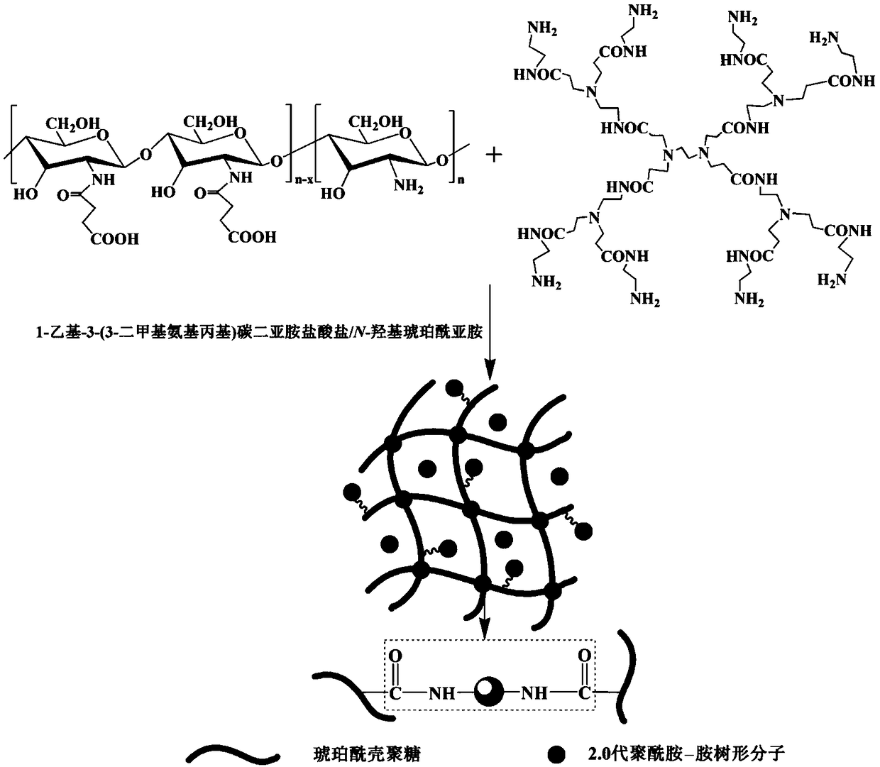 Modified succinyl chitosan hydrogel as well as preparation method and application thereof