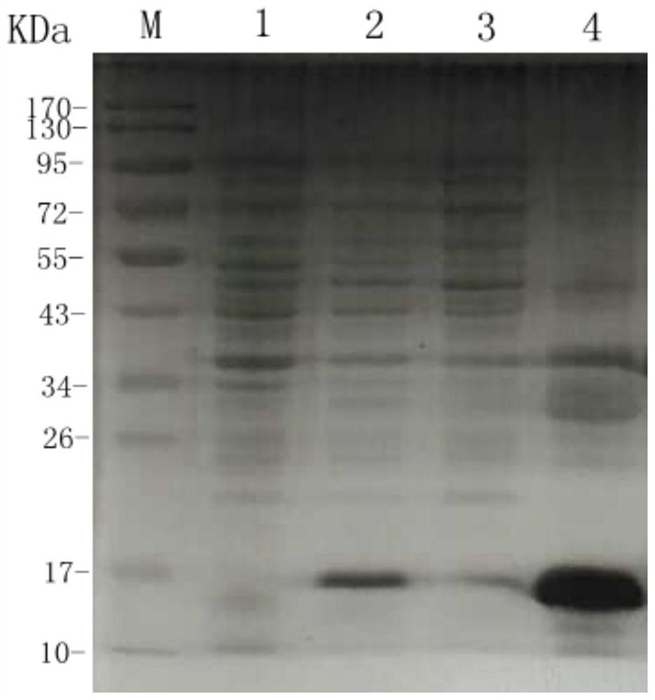 A kind of egf-like protein and its construction method, chimeric protein and its preparation method and application