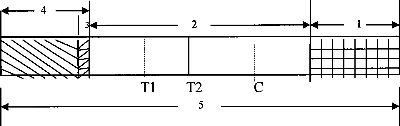 Test paper strip for rapidly detecting morbilli and rubella virus IgG antibody colloidal gold