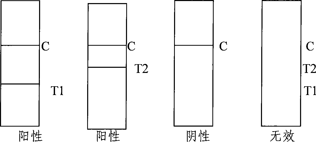 Test paper strip for rapidly detecting morbilli and rubella virus IgG antibody colloidal gold