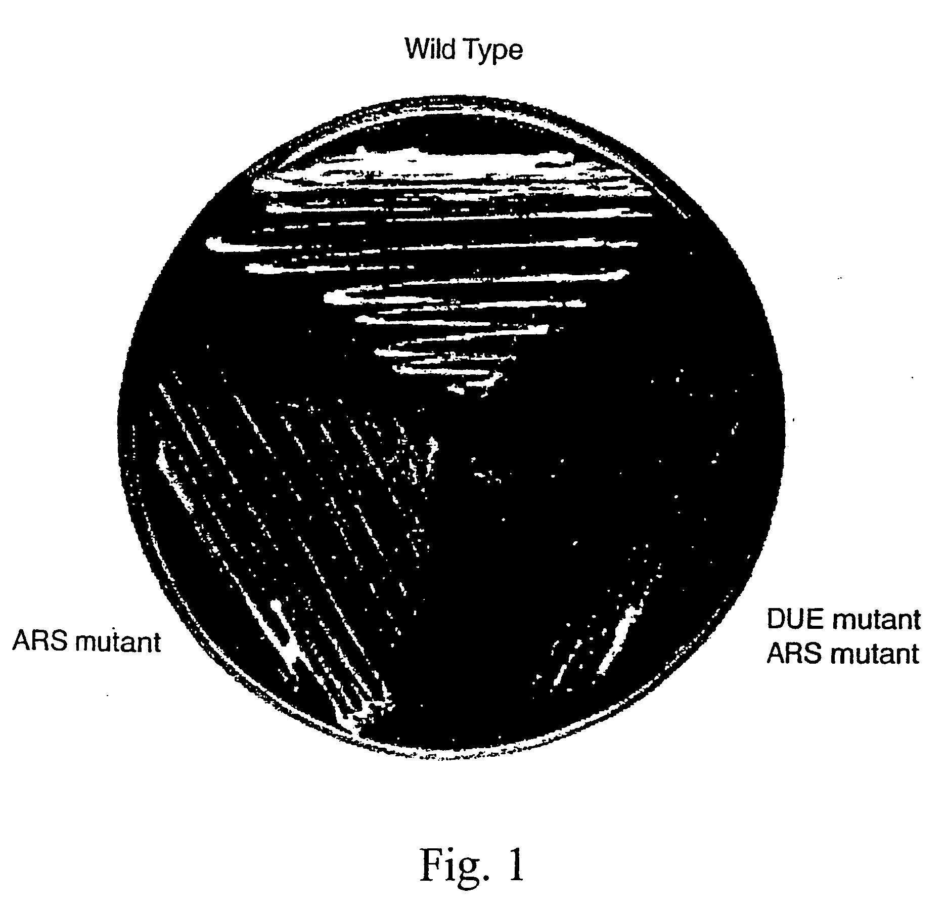 DNA binding protein