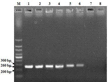 RT-PCR (Reverse Transcription-Polymerase Chain Reaction) amplification primer for quickly detecting bovine parainfluenza 3 virus, and application thereof