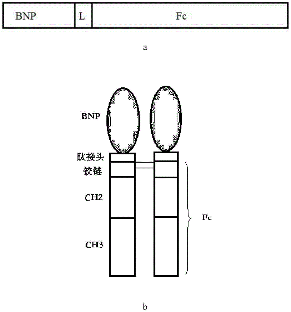 Long-acting recombinant human brain natriuretic peptide fusion protein and preparation method and thereof and application