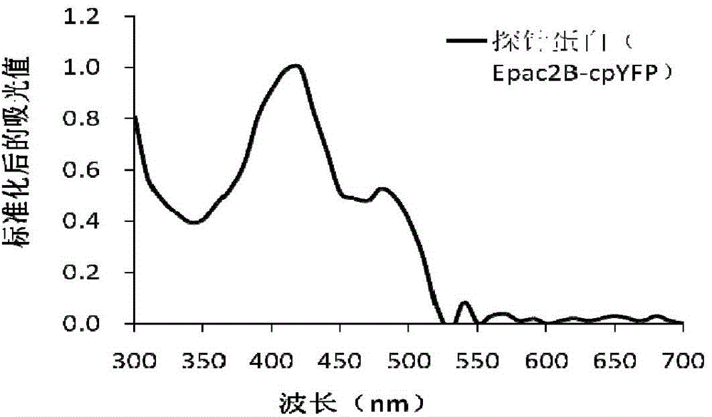 A gene-encoded cyclic adenylic acid fluorescence probe, and a preparing method and applications thereof