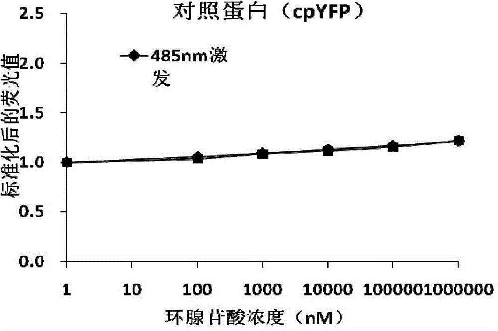 A gene-encoded cyclic adenylic acid fluorescence probe, and a preparing method and applications thereof