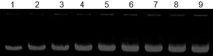 Application method for diagnosing aptamer based on conventional gel electrophoresis