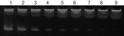 Application method for diagnosing aptamer based on conventional gel electrophoresis