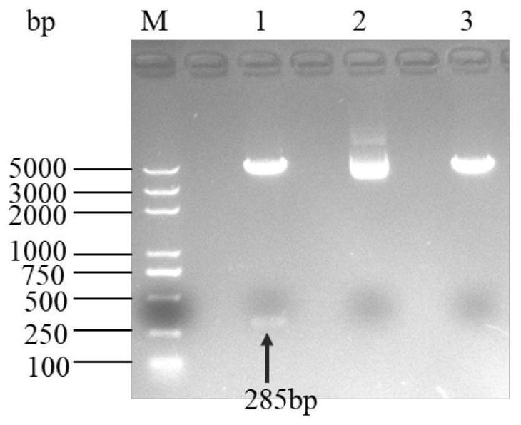 Indirect ELISA (Enzyme-Linked Immunosorbent Assay) detection kit for detecting porcine coronavirus D