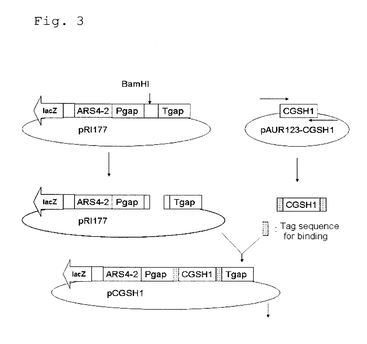 Yeast, yeast extract containing gamma-glu-abu, and a method for producing the same