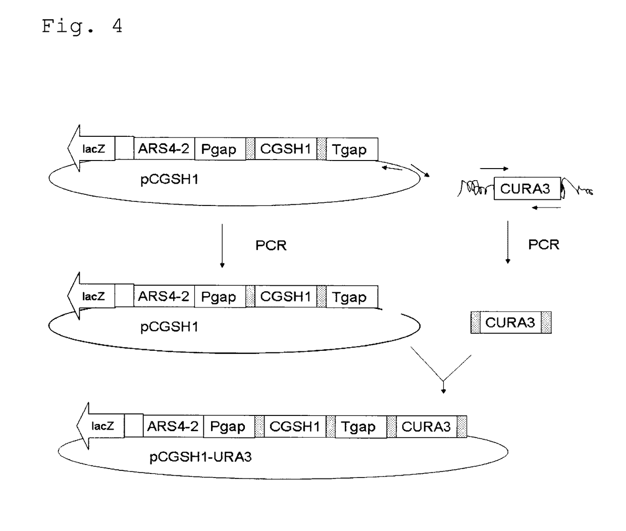 Yeast, yeast extract containing gamma-glu-abu, and a method for producing the same