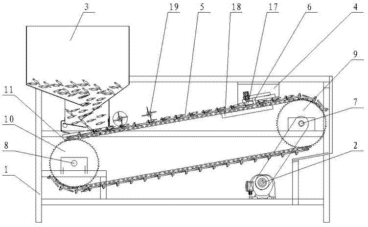 Areca nut belt type conveying and seed cutting machine