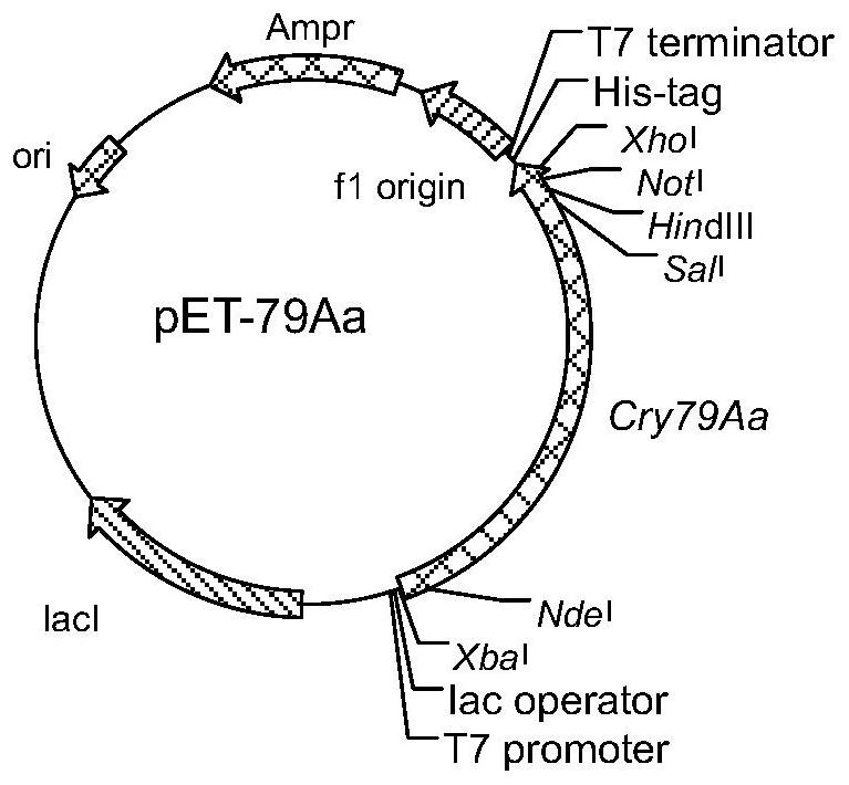 Bacillus thuringiensis insecticidal gene cry79aa1, expressed protein and its application